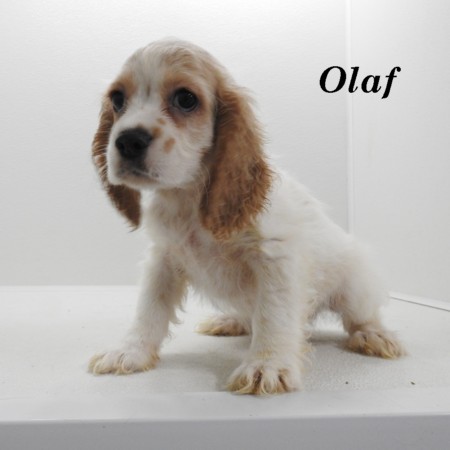 puppy, for, sale, Cocker Spaniel, Joe & Cherri  Overlease, dog, breeder, Miller, MO, dog-breeder, puppy-for-sale, forsale, nearby, find, puppyfind, locator, puppylocator, aca